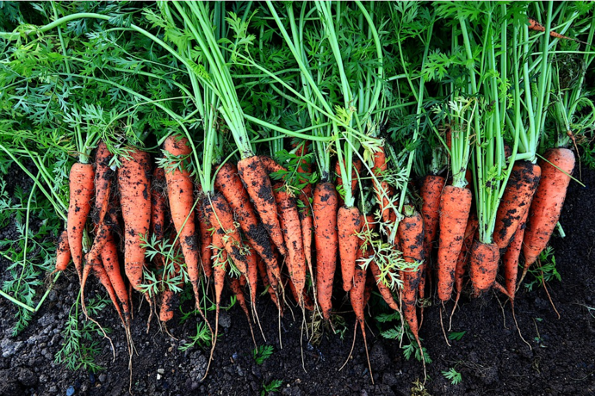 carrots